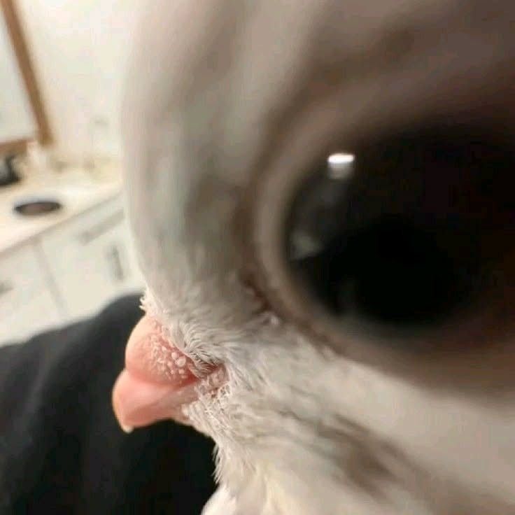 Ferris Esports (@ferrisesports) on Twitter photo 