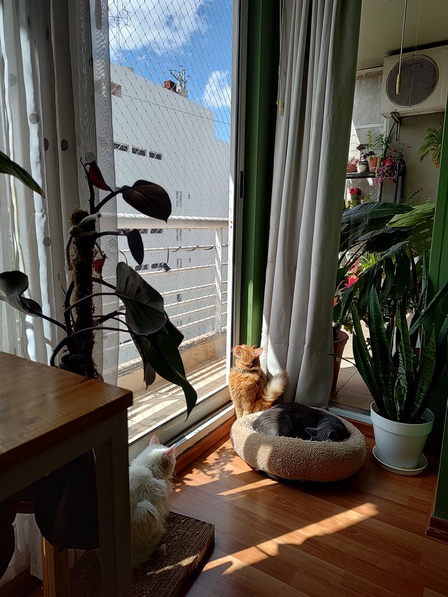 cremadesstrella's tweet photo. Gatitos porteños https://t.co/tT25Kkk1KF