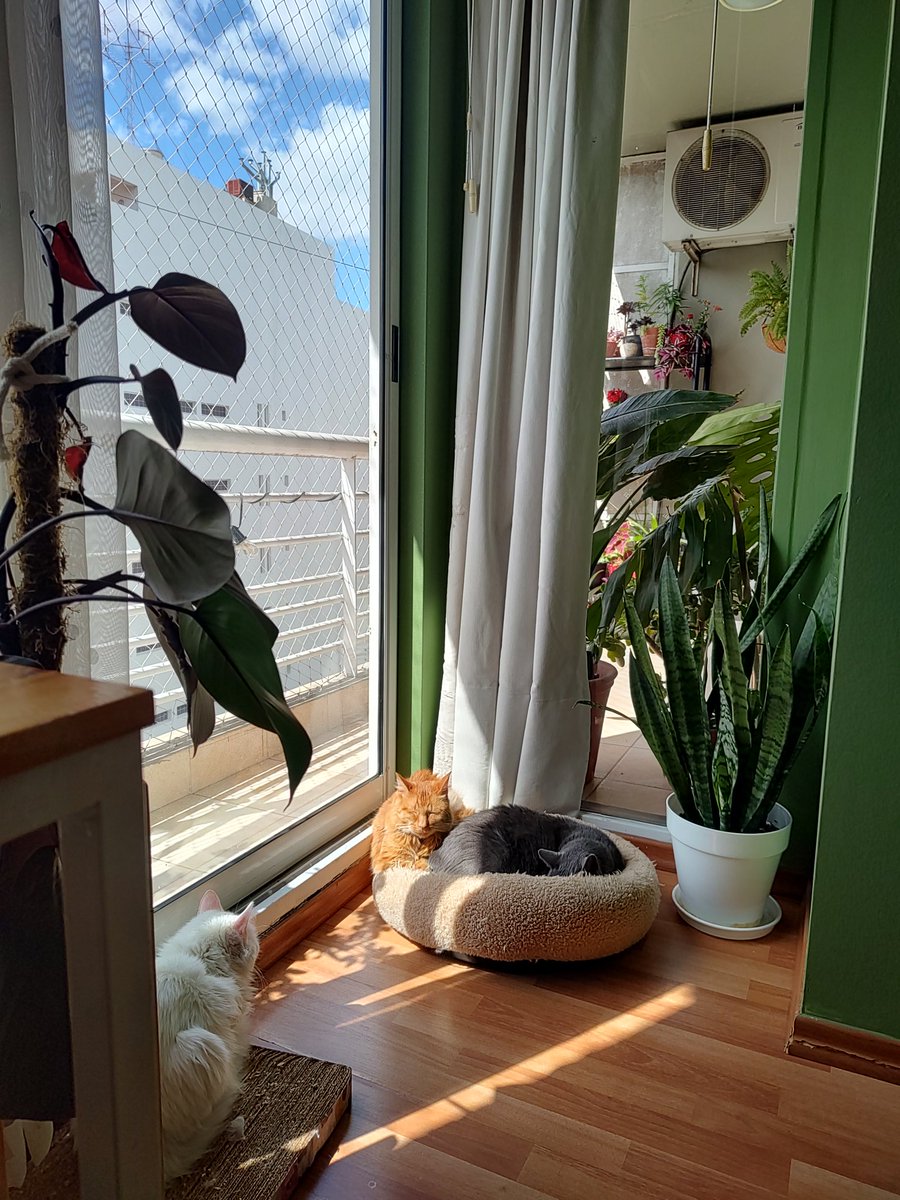 cremadesstrella's tweet photo. Gatitos porteños https://t.co/tT25Kkk1KF