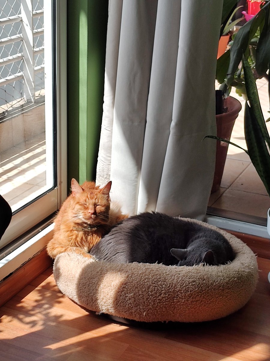 cremadesstrella's tweet photo. Gatitos porteños https://t.co/tT25Kkk1KF