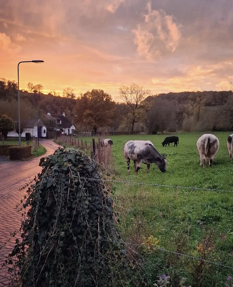 Magnifiek Zuid-Limburg tweet media