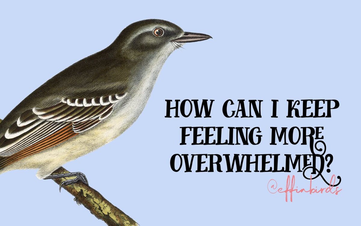 Effin' Birds tweet media