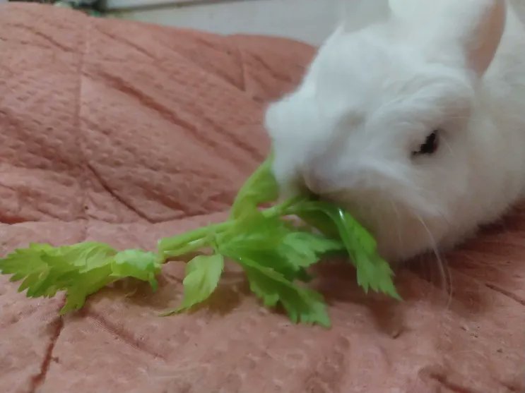 MochiCuteViral's tweet image. Yum! I love it when my #fat and #ugly uncle gives me #celery leaves!