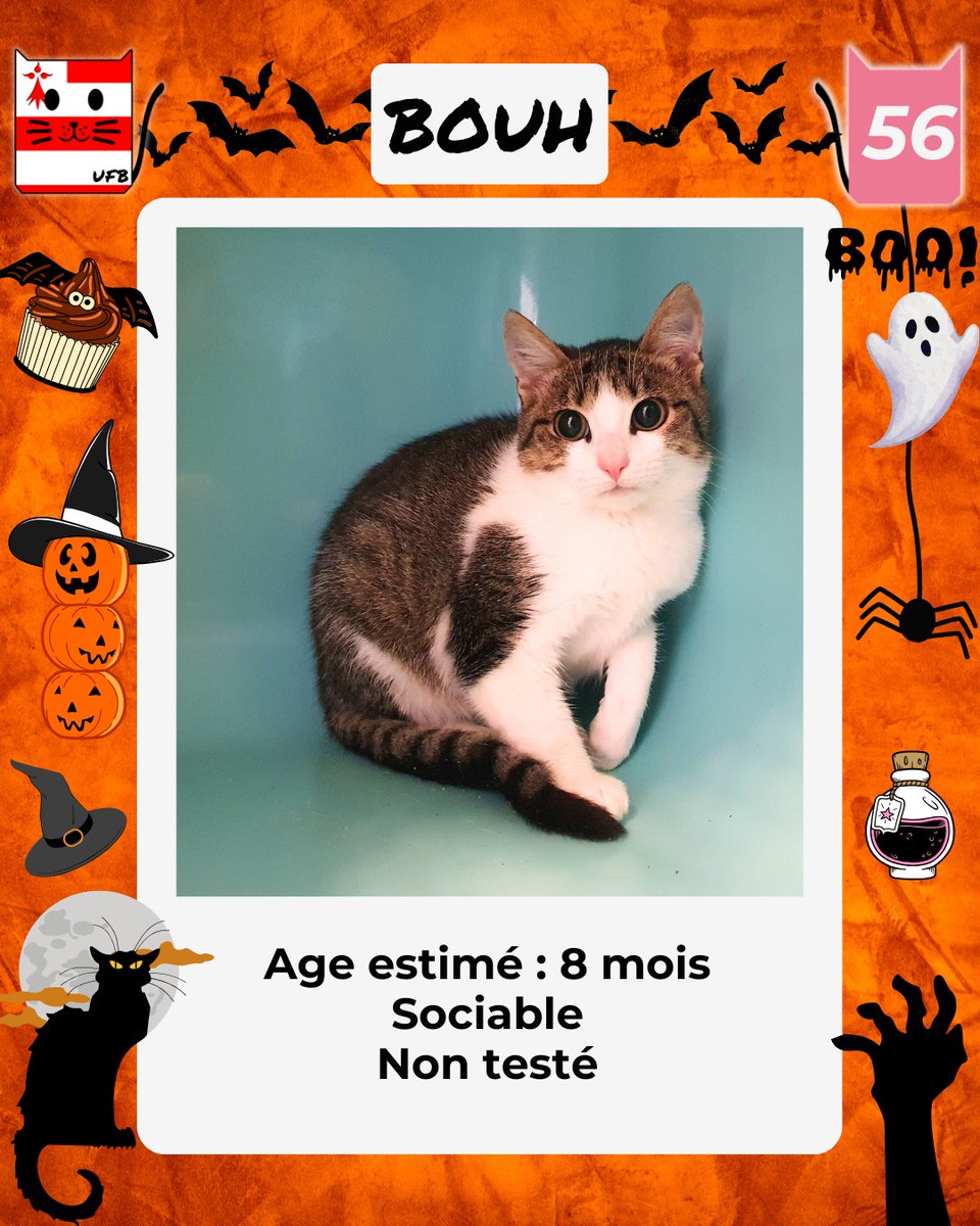 justineducern's tweet image. BOUH est SAUVEE
Elle vient d&apos;être ADOPTEE