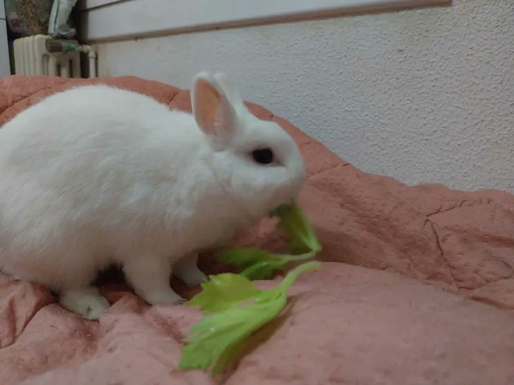 MochiCuteViral's tweet image. Yum! I love it when my #fat and #ugly uncle gives me #celery leaves!