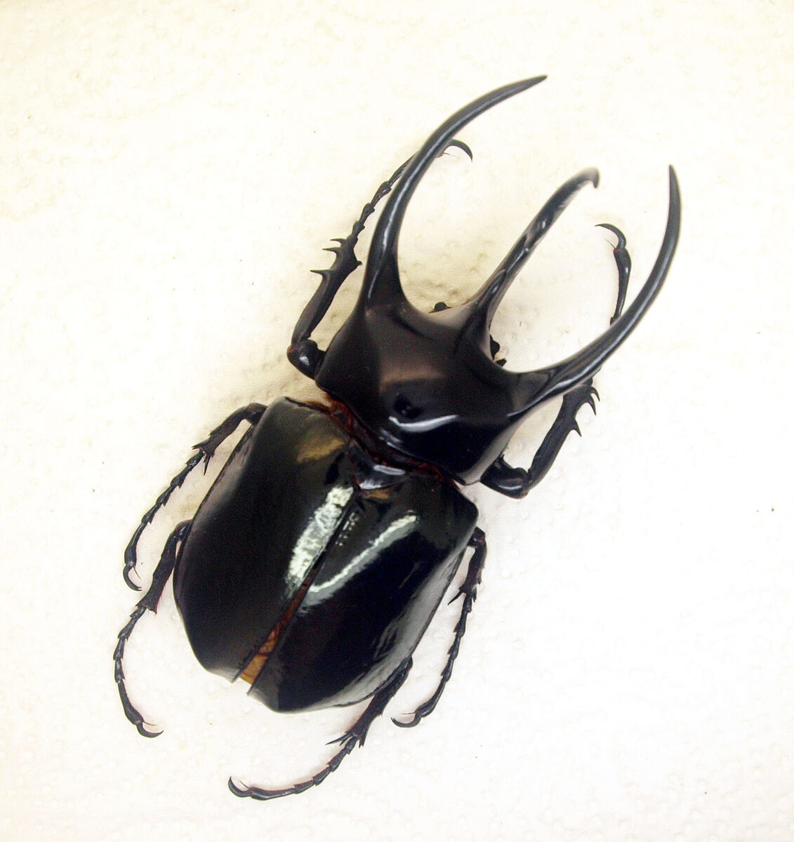 luffy’s helmet reminds me of a beetle, he’s so cute