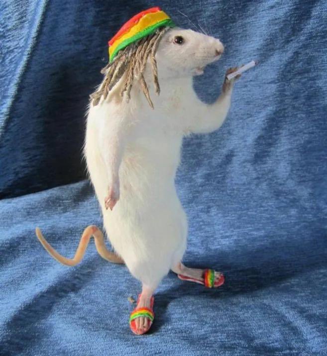 manedca's tweet image. Rate the fit 1-10?

drip or drown, i’m dripping yall drowning