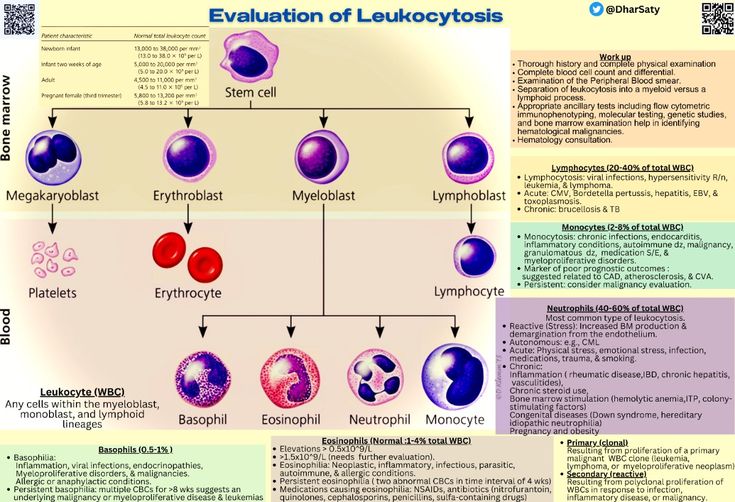 "Evaluation of Leukocytosis" 

<a href="/ManualOMedicine/">Manual Of Medicine</a>
