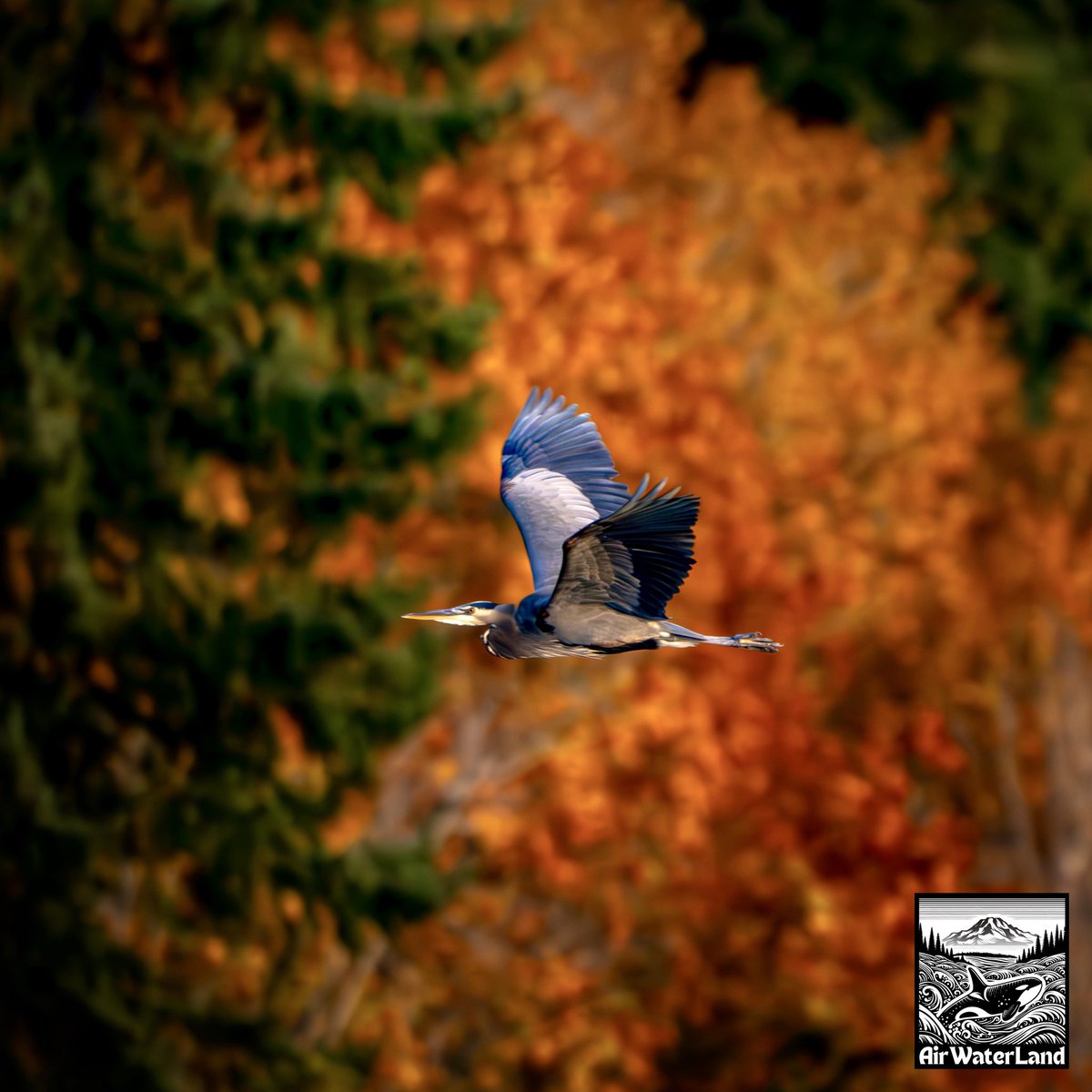 🍁 Whales and Herons!