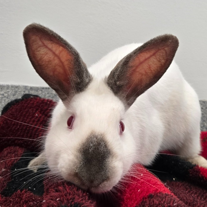 RabbitNetwork's tweet image. Mozzarella is a fun, happy guy ready to hop his way into your home and heart! 💟 His favorite activities include digging in his litter box, chinning everything to claim them, and hopping in circles around his human friends. Learn more: wagtopia.com/search/pet?id=… #adopt