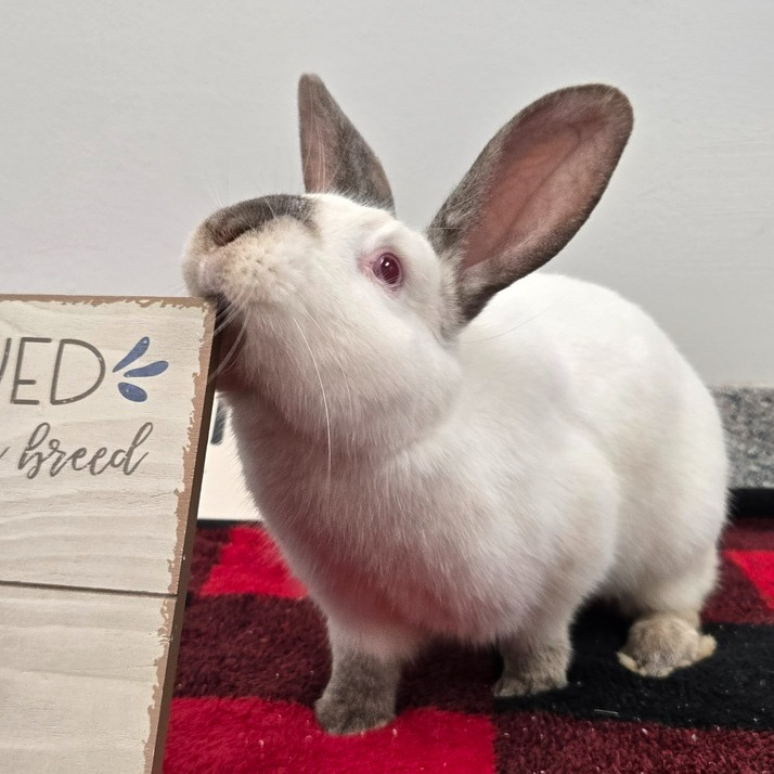 RabbitNetwork's tweet image. Mozzarella is a fun, happy guy ready to hop his way into your home and heart! 💟 His favorite activities include digging in his litter box, chinning everything to claim them, and hopping in circles around his human friends. Learn more: wagtopia.com/search/pet?id=… #adopt