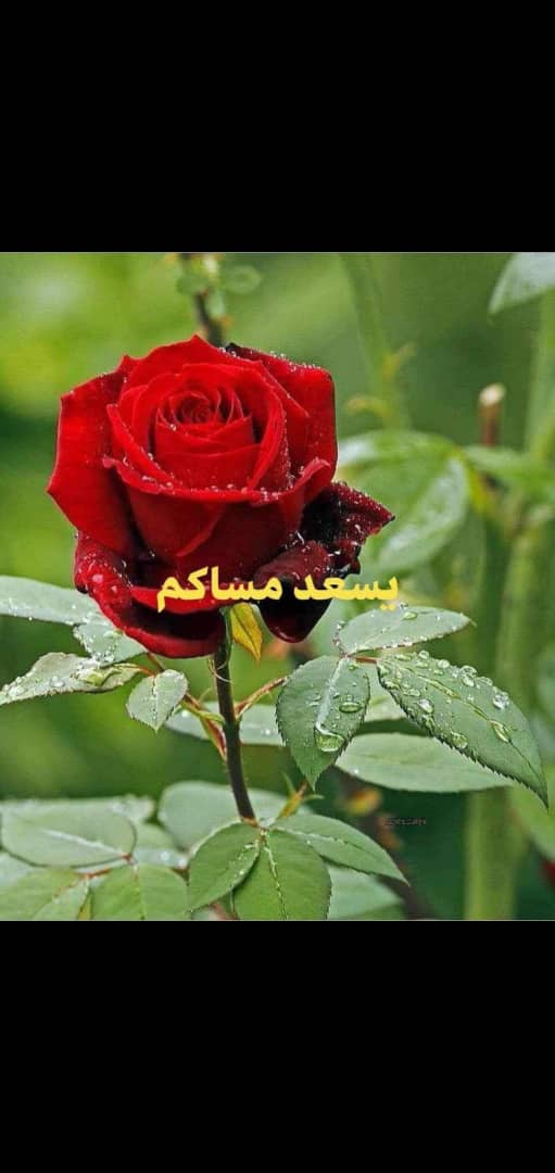 مساء الحب🤍
مساء  الشوق والإحساس
❤️❤️