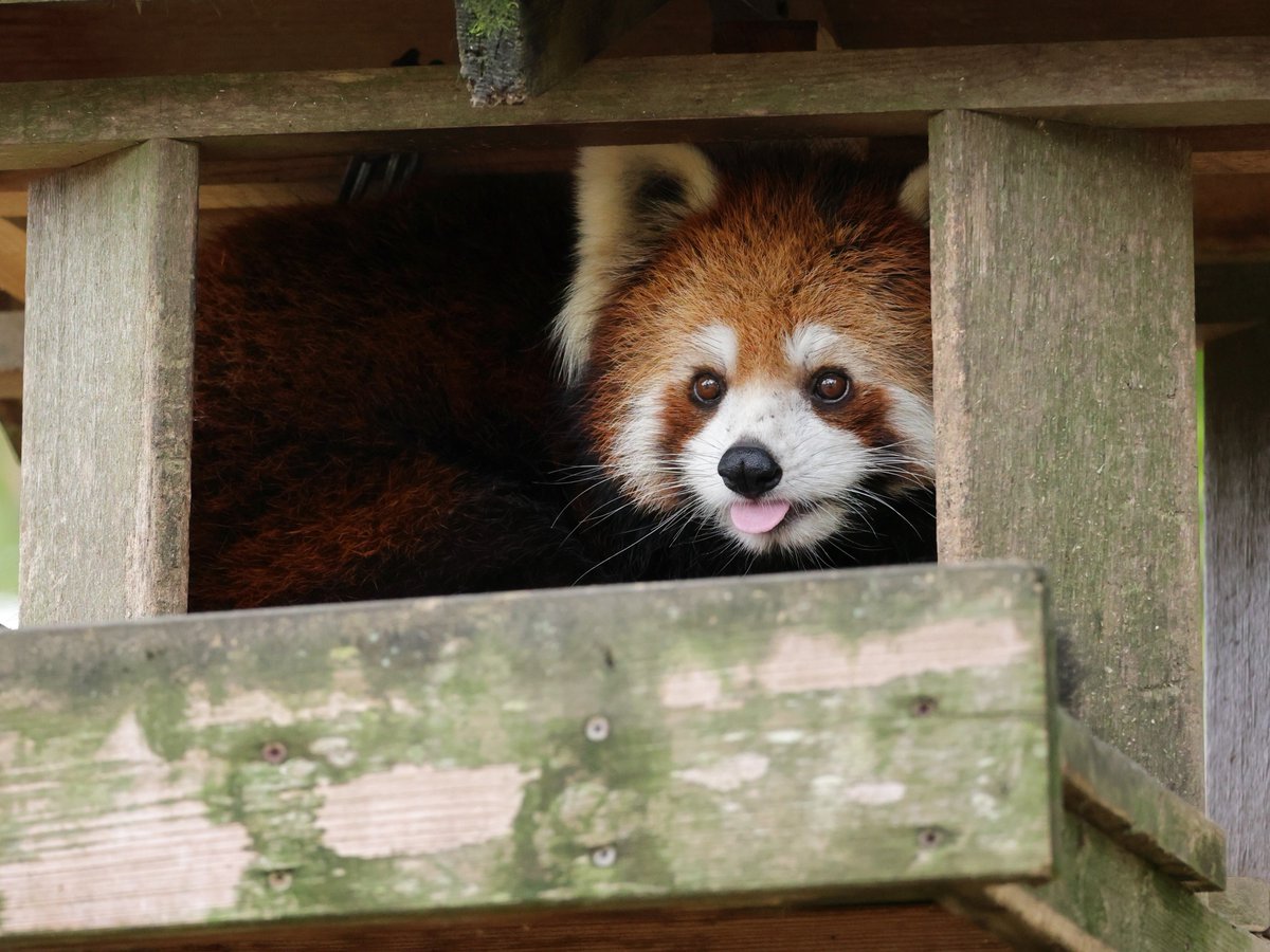 【レッサーパンダ】【2点まとめ】 もんもん (@monmon_redpanda) / Posts / X