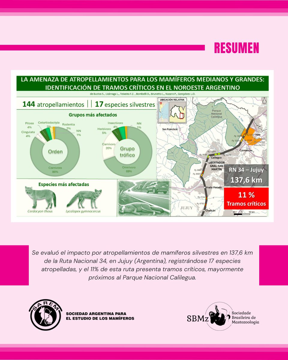 Mastozoologia Neotropical tweet media