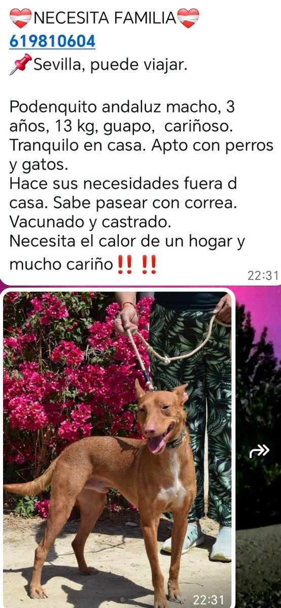 AugustoSus's tweet photo. #ESPAÑA #Huelva #Externo SOS¡Un buen hogar para este podenquito¡ https://t.co/FHf32Q4pRl