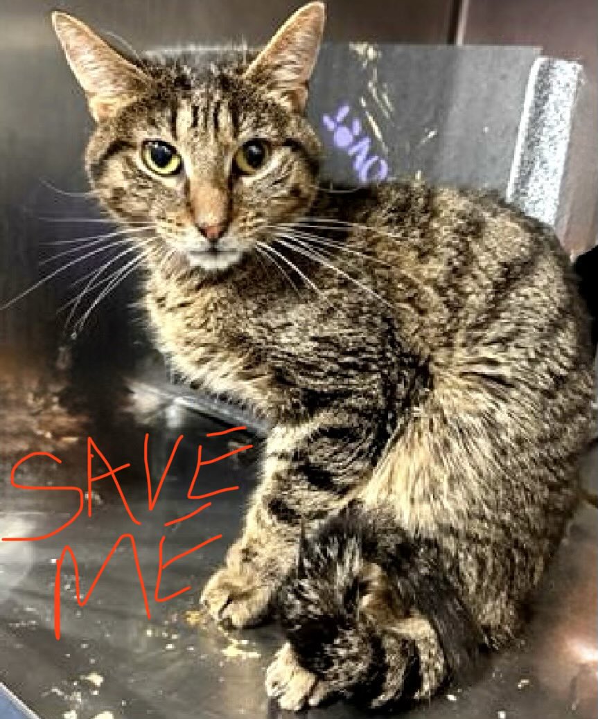 catgirl321's tweet photo. 🆘CODE RED•EMERGENCY🆘
BROOKLYN (1yrs) will NOT be relisted and MUST be rescued by 18:00EST *TODAY* TUESDAY OCTOBER 28‼️

*PLEDGES CRITICAL TO SAVE HIS LIFE*

PLEASE #RT #PLEDGE #FOSTER #ADOPT - ALL you can do to #HELP✔️
#cats #NYC #AdoptDontShop #SharingSavesLives
RT@MolBio_Cat https://t.co/EmSdzuQWpj
