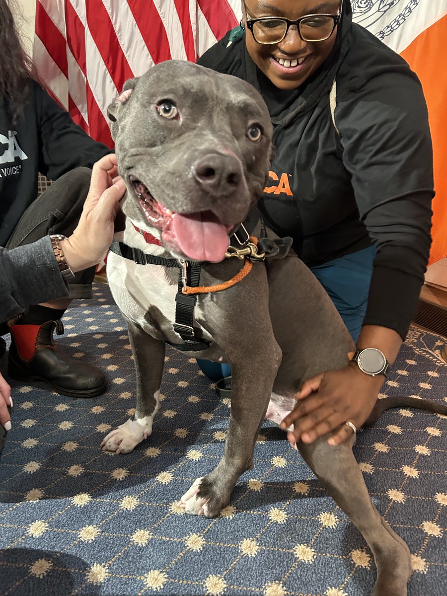 CAU Commissioner Kreizman had a great time hanging out with Brunson today at City Hall! 🐾
If you’re looking to meet more wonderful dogs and cats in need of a home, visit the <a href="/NYCACC/">Animal Care Centers of NYC</a> adoption page. nycacc.org
#AdoptDontShop #NYC