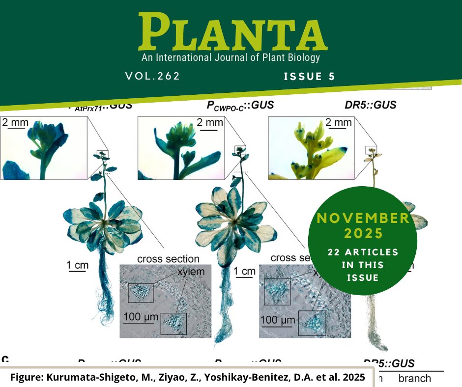 Planta November 2025 Issue 5 (Vol 262) now online.
➡️link.springer.com/journal/425/vo…