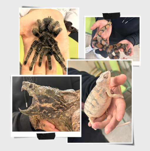 AULA DE REPTILES.

El pasado viernes nos visitaron unos seres extraordinarios que forman parte de nuestro mundo natural. Gracias a Aula de Reptiles, el alumnado de 1ºESO pudo aprender sobre estos animales y la importancia del cuidado de los ecosistemas. 

iescosmegarcia.larioja.edu.es/radio-3/cienci…