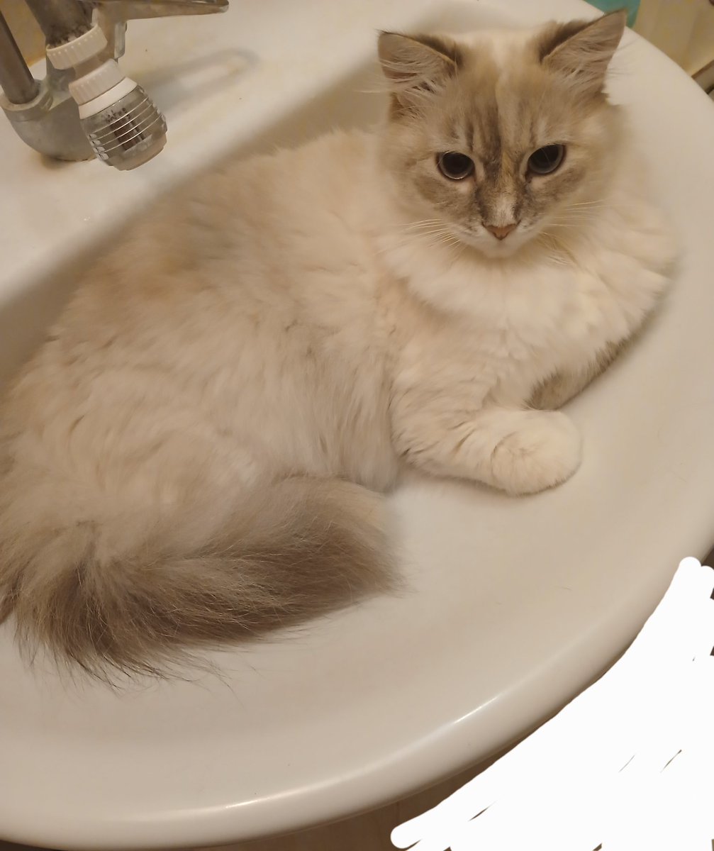 Кошочка Афина блокирует снятие макияжа