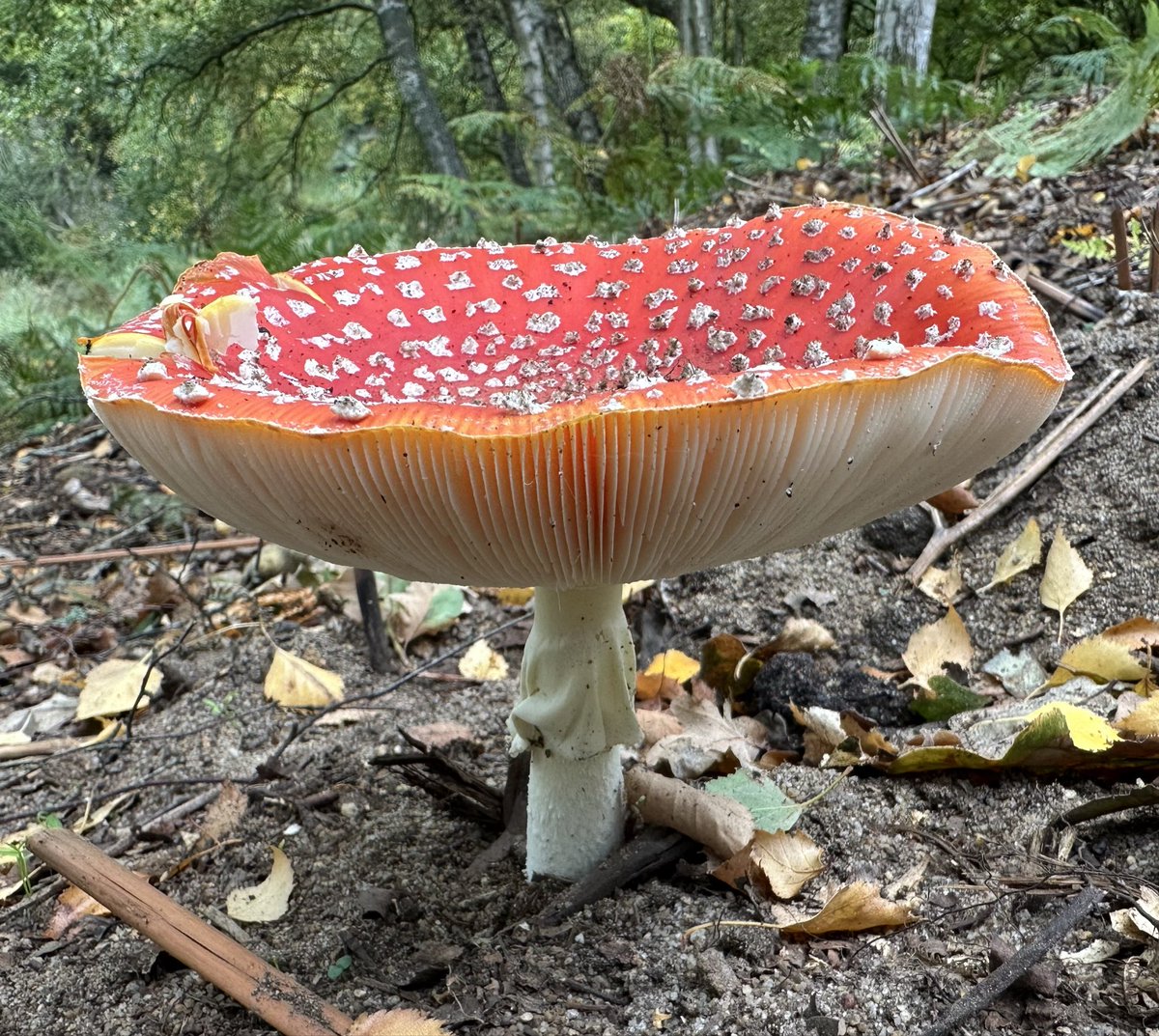 Springy Steve tweet media