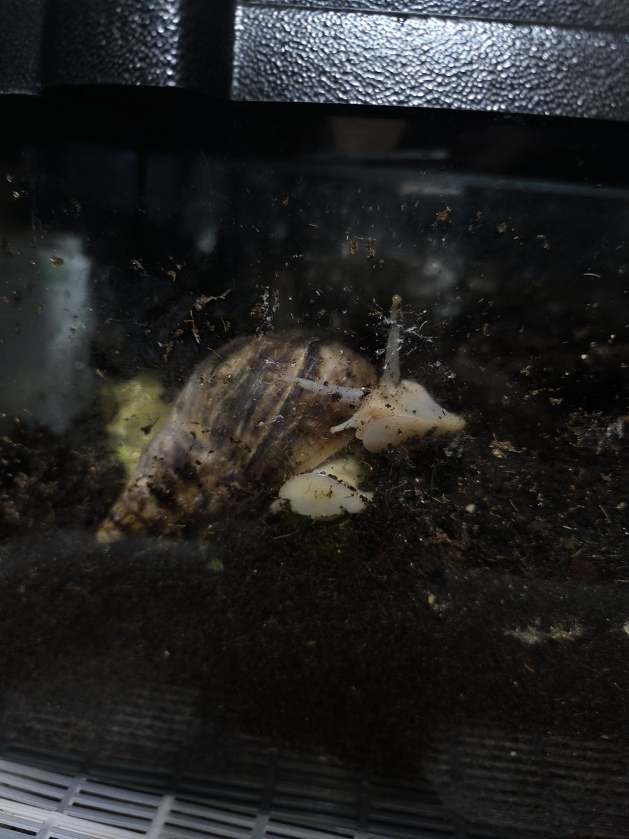 Что ж
Когда мои умерли спустя 10 лет, я говорил, что больше никогда, но теперь у меня снова есть улитки