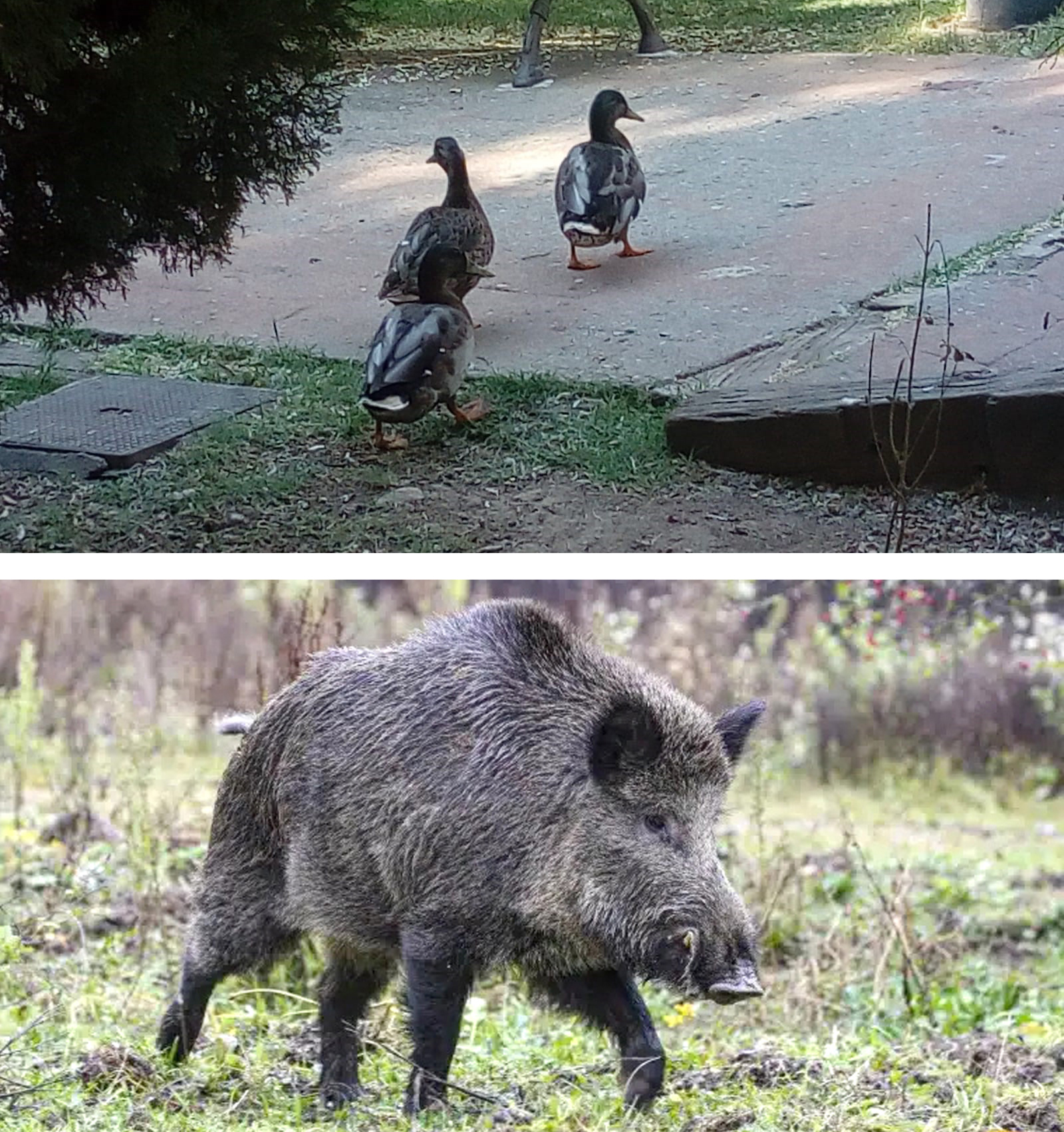 Foto cedida por Vecinos por Algete