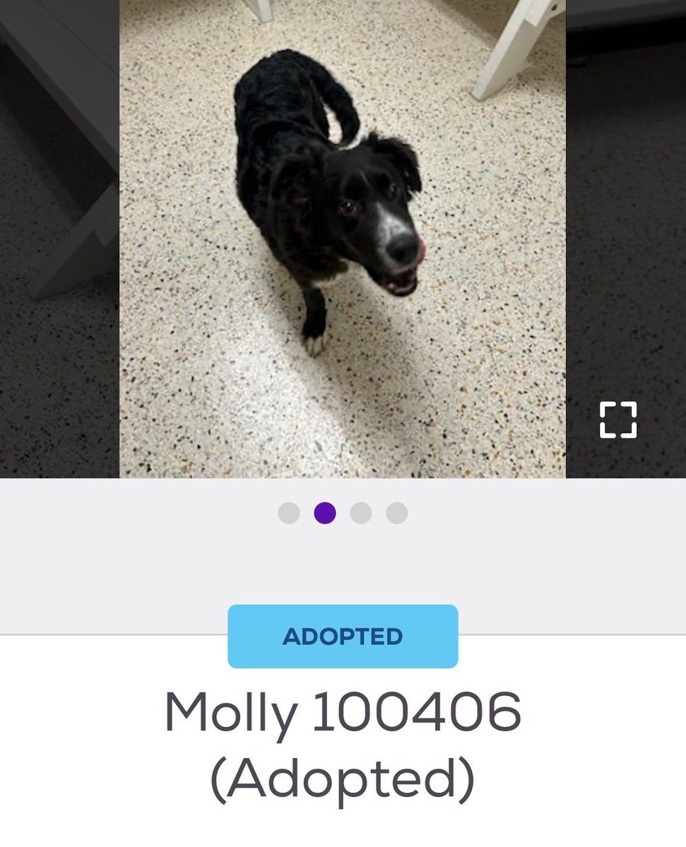 Great News!!  We just found out that Molly was adopted!!
Please pledge and Retweet for Hughina and Pumpkin so we can get them rescued