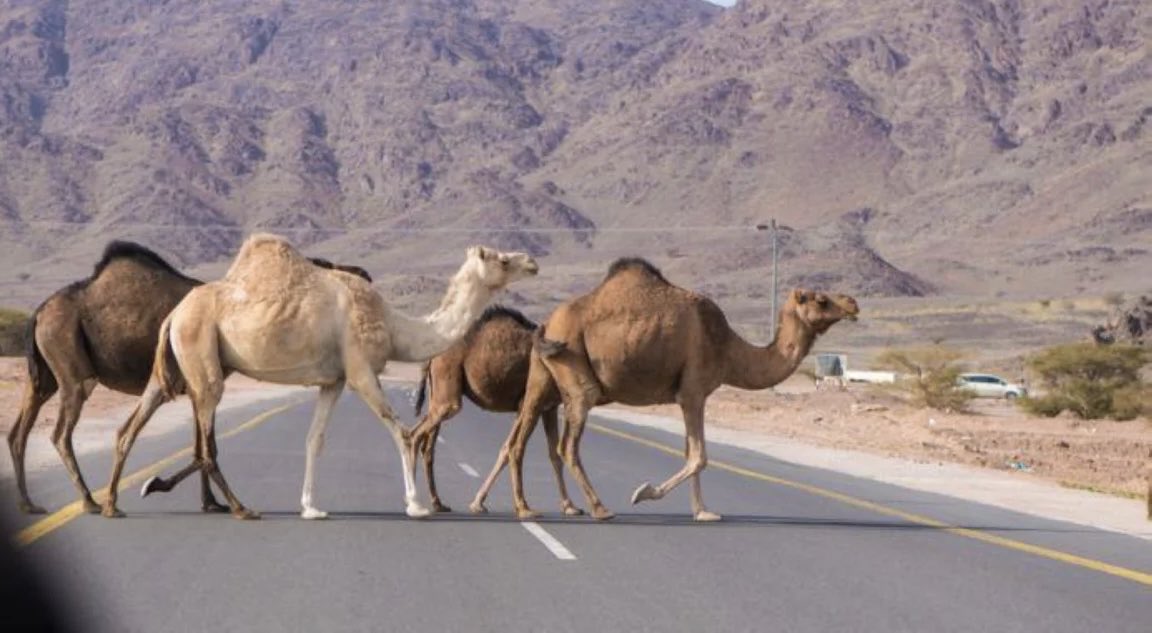 أخبار السعودية tweet media