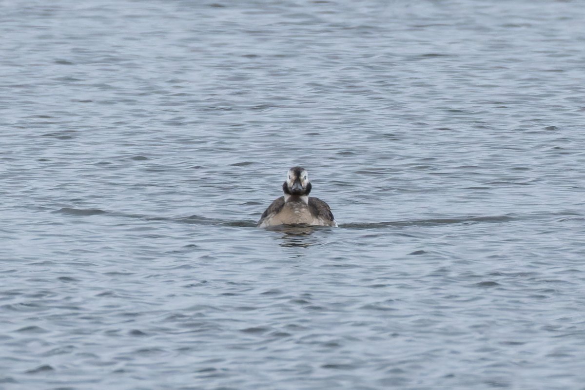 A quality bird this morning at Shotwick Boating Lake, a long-tailed duck! Even though views were only through the perimeter fence, she did the kind thing and swam a little closer whilst we watched. <a href="/CAWOSBirding/">Cheshire & Wirral Ornithological Society</a> <a href="/wirralbirdclub/">Wirral Bird Club</a>