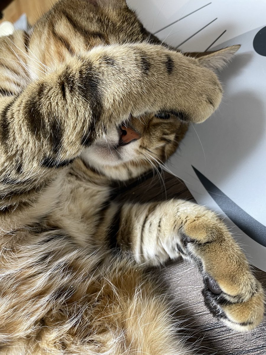 おはようございます😊

✨今日も良い日になりますように✨

⭐︎おしぼりの日
⭐︎てぶくろの日🧤
⭐︎国産とり肉の日🐓
⭐︎ドリアの日

#保護猫
#ねこかわいいね
#猫好きんと繋がりたい
#ベンガルmix
#キジサバシ