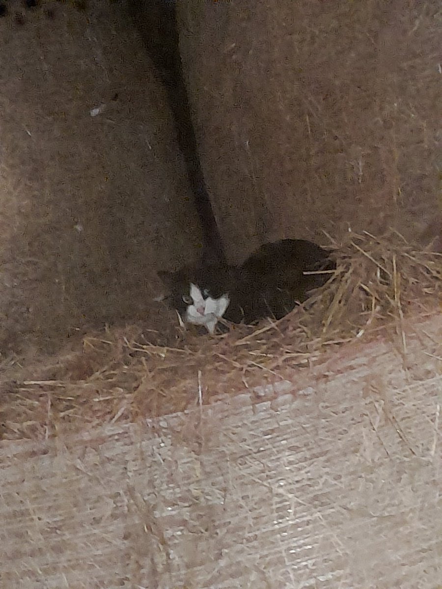 Hallo. Vermutlich neue Hofkatze. Sie heißt Katze2.