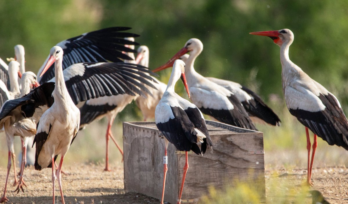 GREFA_Fauna's tweet photo. DENUNCIA PÚBLICA
⚠️ Desde GREFA denunciamos públicamente el incumplimiento de las condiciones del contrato adjudicado a la empresa MATINSA para el seguimiento y la conservación de la población de cigüeña blanca en Alcalá de Henares (Madrid).
https://t.co/N4XCJksKBF https://t.co/cW1UR6kMSQ