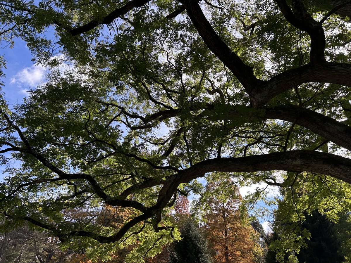 lexlisbon's tweet image. i love looking at pretty trees and saying Wow that&apos;s a good tree