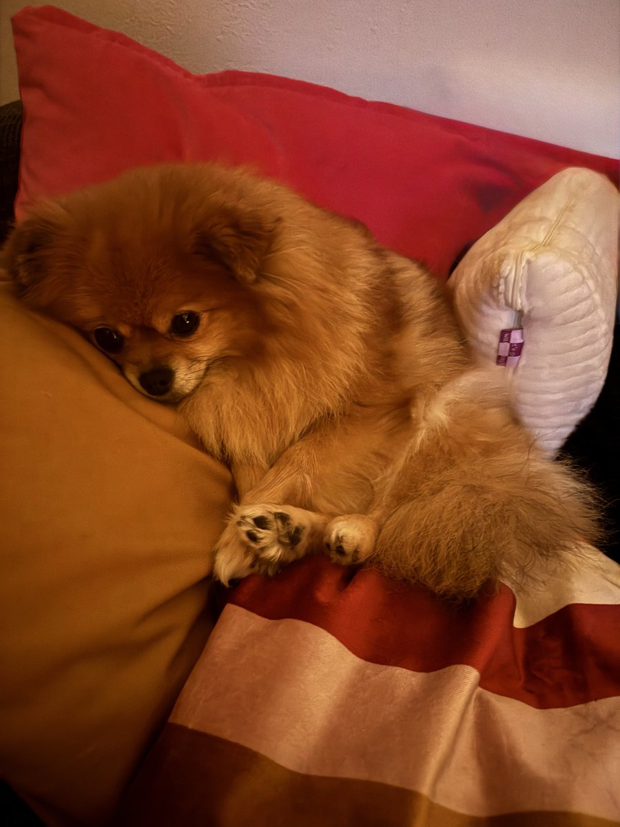 Zelfs m’n hond kan het niet meer aanzien #debondgenoten #demi