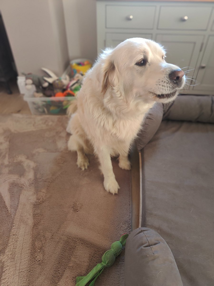 Mum caught Ernie singing 'the song of his people' ARROOO!! Sing it loud and proud, Kiddo!! 🎤🎤🔊🐻‍❄️#goldenretriever