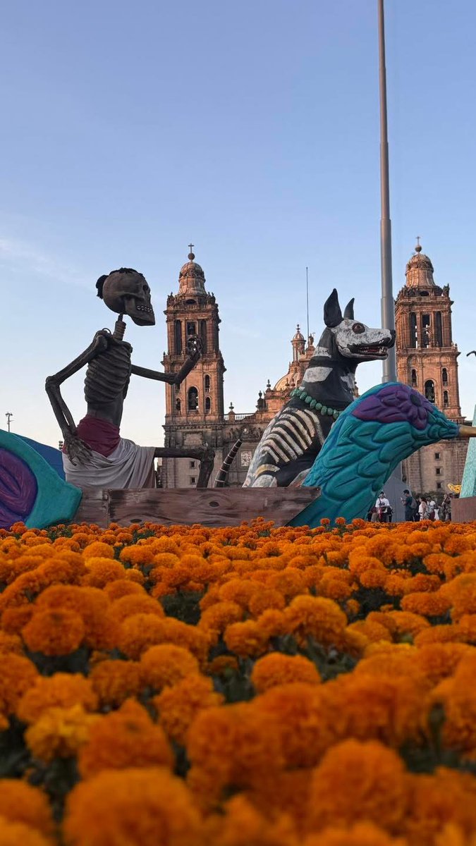 Así luce el Zócalo de la #CDMX 🇲🇽 

🐕✨ En la tradición mexicana, el xoloitzcuintle no es solo un perro: es guía y guardián de las almas.
Se dice que acompaña a los difuntos a cruzar el río hacia el Mictlán 🌊💀.

Por eso, en #DíadeMuertos, también honramos a esos perritos que