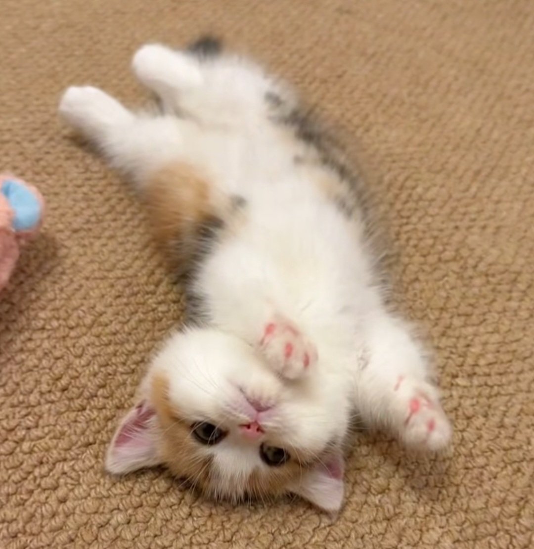 gratis_fuchs's tweet image. ☁️🥰🪶