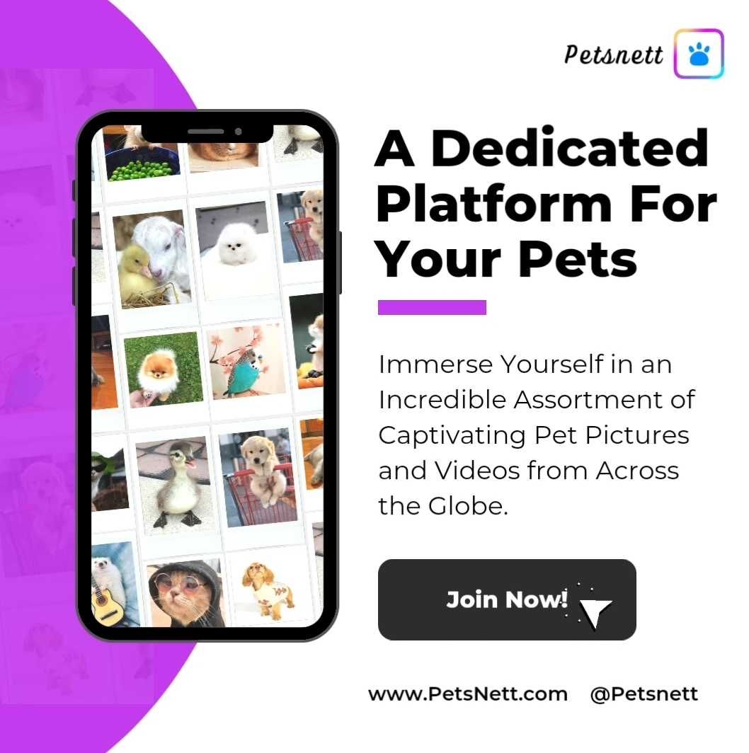 TYAnalysis's tweet image. Vibertron lauches Petsnett.com, the industry-first AI-based pet social platform for Pet enthusiasts &amp;amp; owners.

#Pets #AnimalLovers #Petsnett #AI #WINTER #Ecommerce #IPO #StockMarket #IoT #NFTs #SocialMediaTrends #IPO #Startups #USA

Features 👉 yorkshireanalysis.com/pet-social-pla…