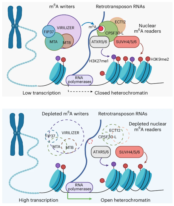 New OA Article: "RNA m6A regulates the transcription and heterochromatin state of retrotransposons in Arabidopsis" rdcu.be/eM95H

m6A is recognized by nuclear readers CPSF30-L and ECT12, which associate with SUVH4/5/6 and ATXR5/6 to enhance histone methylation...