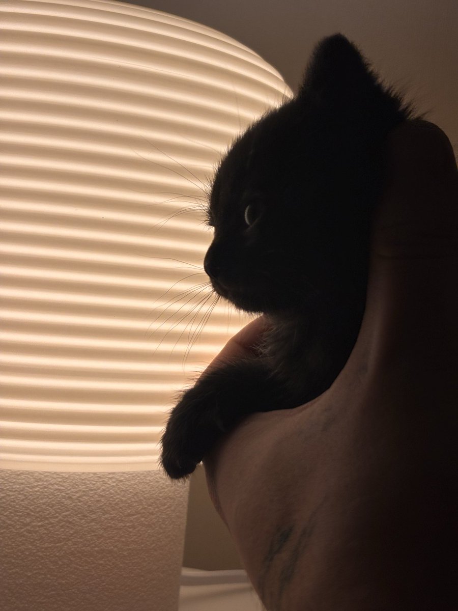 Интимный Дизайнер (@vanessa1ask) on Twitter photo 