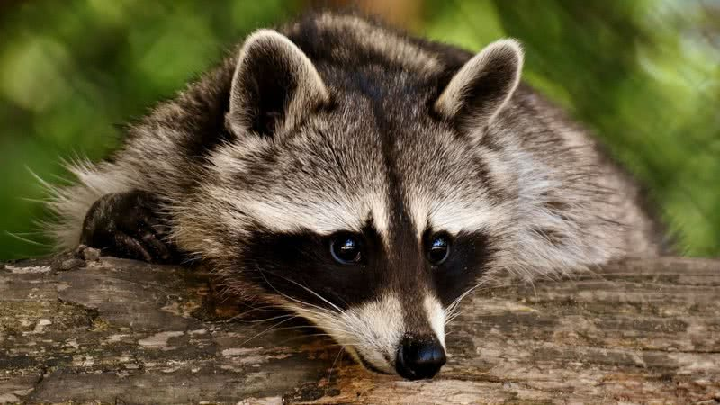 HORA DA CURIOSIDADE TRAUMÁTICA CARALHO!!

  O ânus humano de uma pessoa média de 1,83 pode se dilatar até uns 20cm sem se romper, enquanto um guaxinim médio pode espremer seu corpo pra passar por espaços de até 10cm, ou seja, cabem pelo menos 2 guaxinins no seu cu.