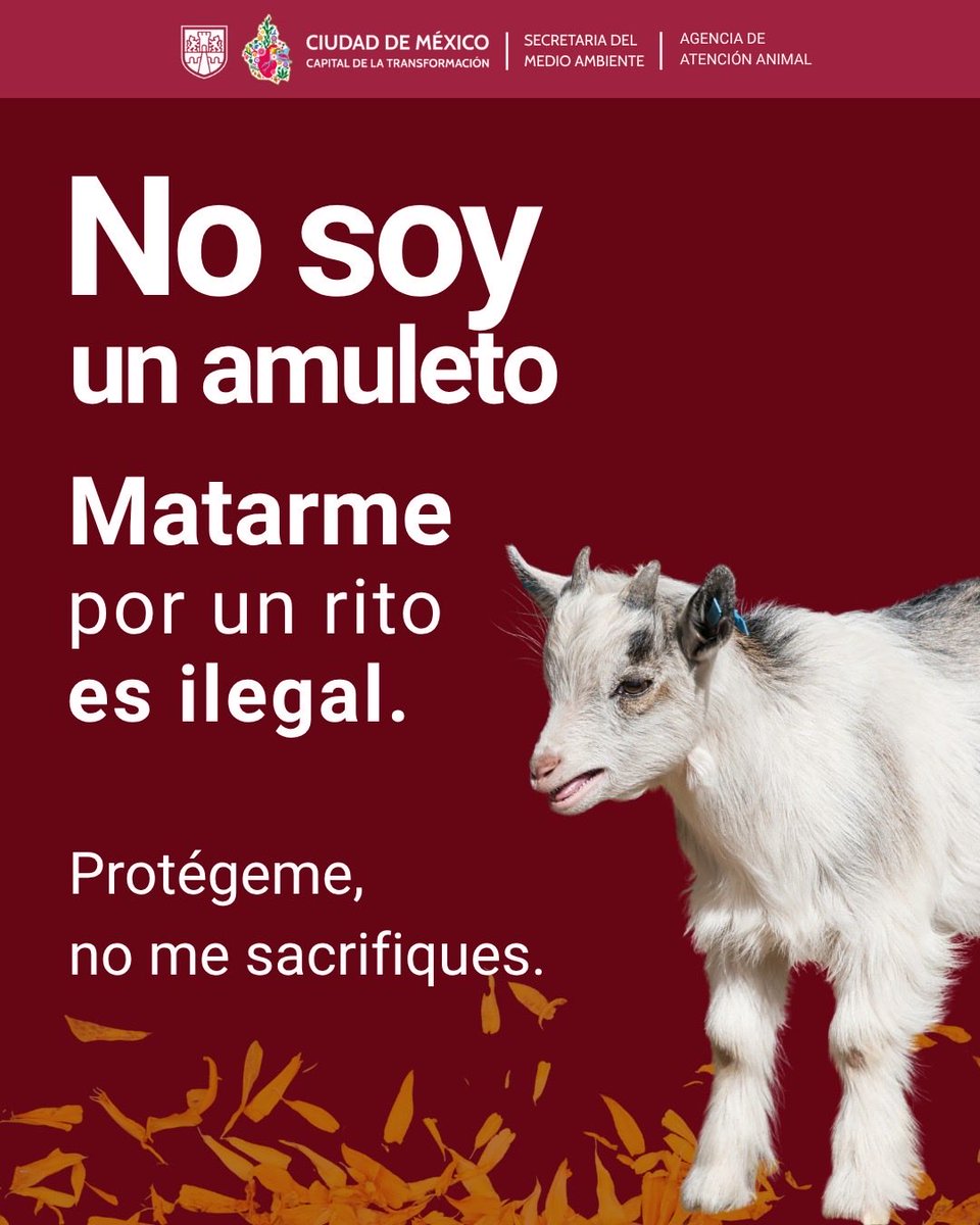 “No soy un amuleto 
Matarme por un rito es ILEGAL 
Protégeme, no me sacrifiques” 

En esta temporada aumentan los sacrificios porque hay quienes creen que estos días “les da más poder” usar animales. ¡Por favor deténganos ya matanzas violentas por creencias religiosas!
