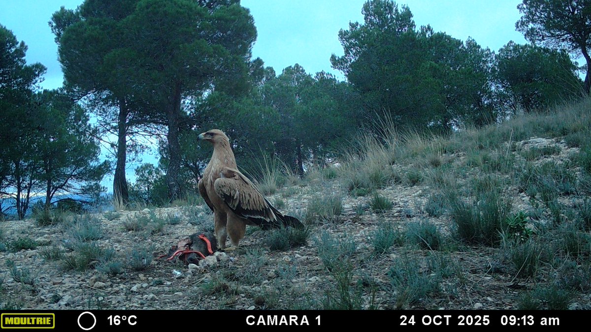 🦅✨ ¡Registro excepcional!
Nuestras cámaras para el estudio del águila real han captado un águila imperial ibérica en la Comunitat Valenciana, una presencia todavía poco habitual. Un juvenil en dispersión que incluso interactuó con la pareja local.

#ÁguilaImperial #ÁguilaReal