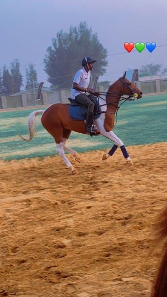 opusamaapp's tweet photo. We make you explore your city to its fullest. Book your horse riding on Opusama. 

https://t.co/SJzZNXAM6b https://t.co/hwLvS9IhNx