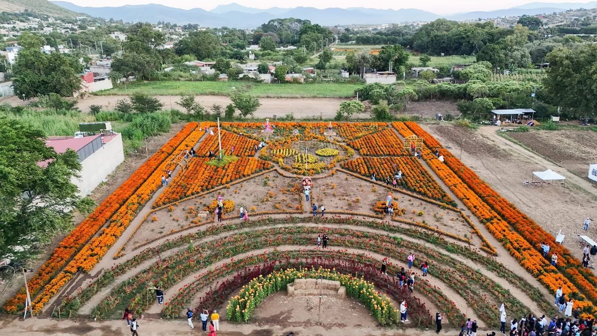 salomonj's tweet photo. INICIAMOS EL CIRCUITO FLORES QUE GUÍAN EL ALMA PARA CELEBRAR EL DÍA DE MUERTOS

A través de la Secretaría de Turismo, iniciamos el circuito “Flores que guían el alma”, en el marco del Día de Muertos, #LaFiestaMásVivaDeTodas, un recorrido por los campos de flores de cempasúchil, símbolo de vida, de guía y de memoria para nuestros pueblos.

Nos llena de gusto que el primer recorrido haya sido con niñas, niños y adolescentes de los Centros de Asistencia Social en San Antonio Arrazola, en Santa Cruz Xoxocotlán. También se ofrecen rutas en San Antonino Castillo Velasco; Unión Zapata, San Pablo Villa de Mitla y la Zona Arqueológica de Mitla.

Las y los invitamos a consultar más información en las redes sociales de la Secretaría de Turismo del Estado de Oaxaca.