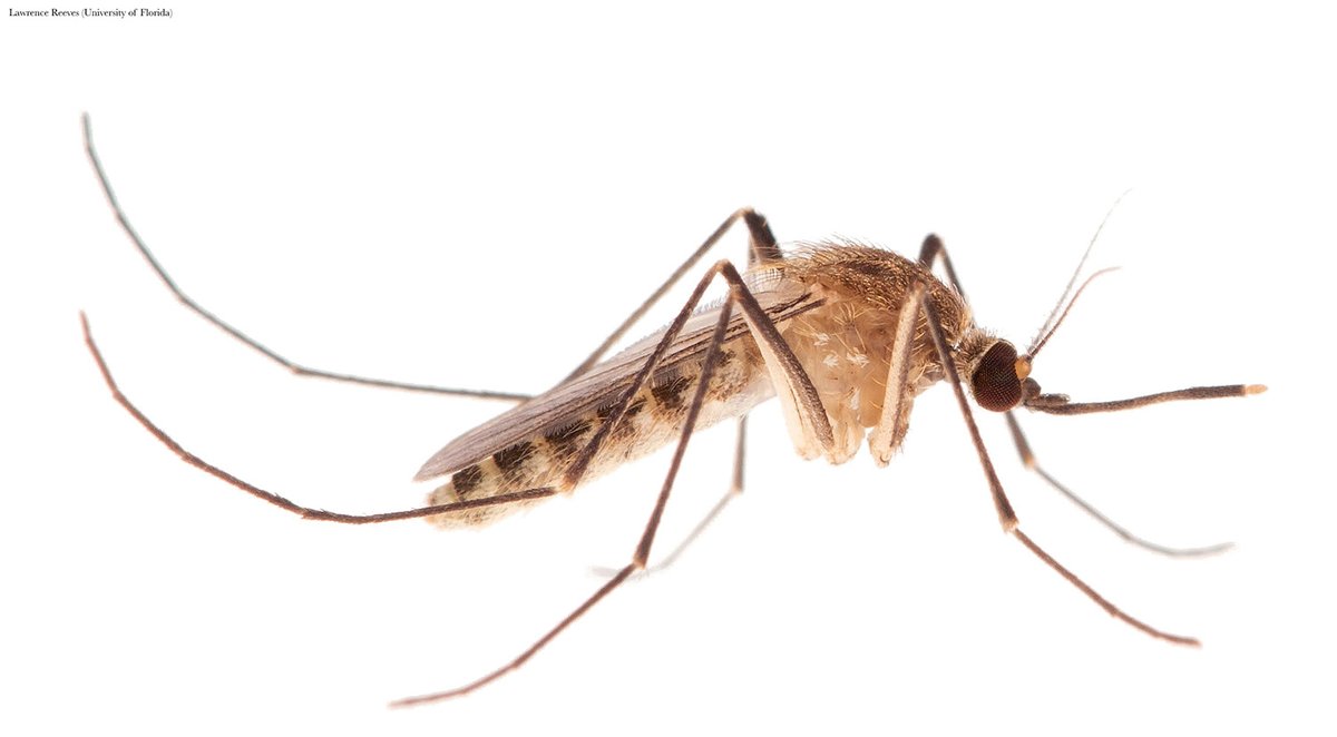 ScienceMagazine's tweet photo. A new genetic study in Science overturns the myth of the “London Underground Mosquito,” revealing that this common urban insect originated not below the cities of modern Europe, but in ancient Mediterranean civilizations more than a thousand years ago. https://t.co/n3xfpD8CCm https://t.co/E9PEdmsk9o