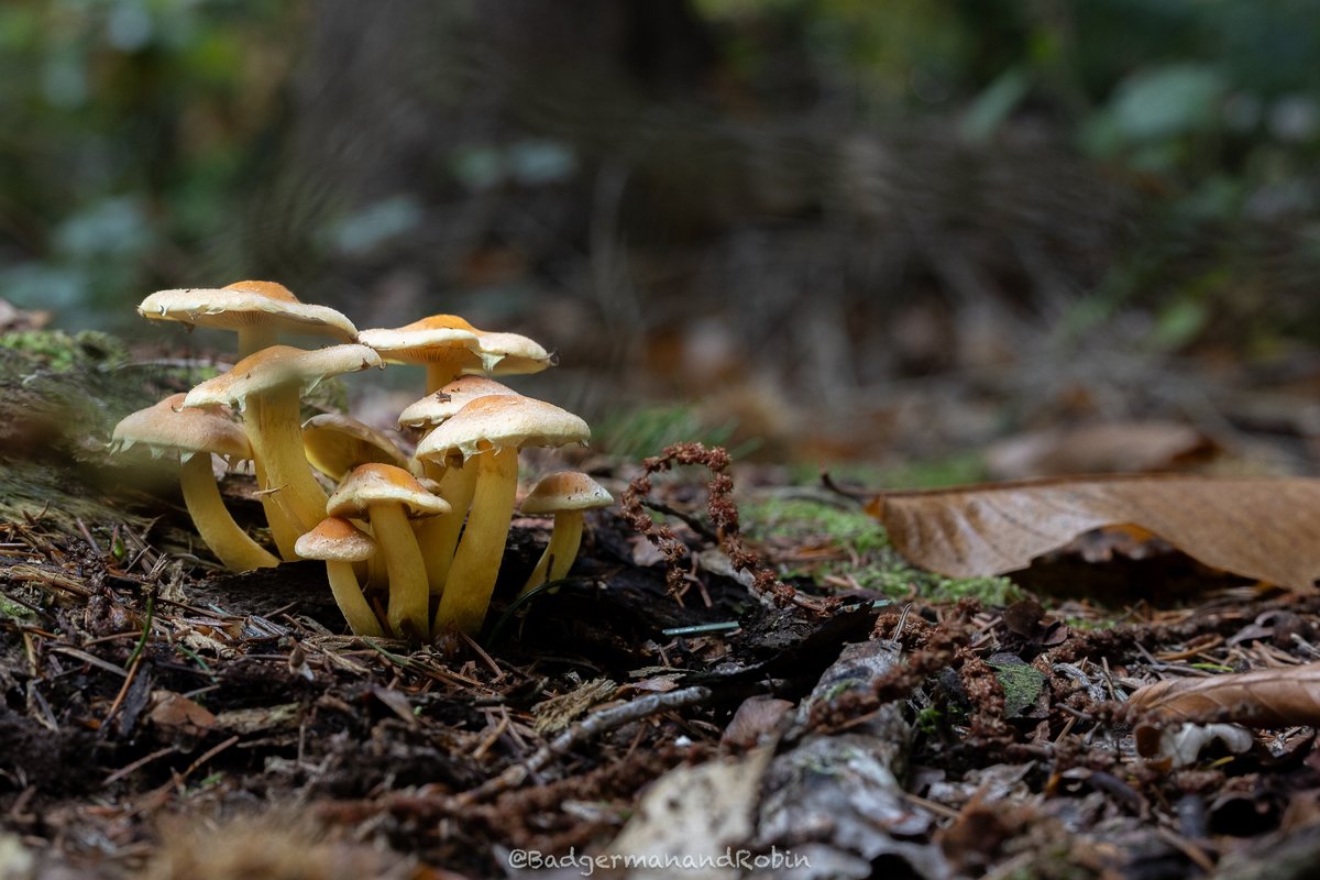 loveday_p's tweet image. A clump of one of the Honey fungi (Armillaria mellea) still pushing up into the light whilst many others are on the way out @bbcwildlifemag  @BBCEarth  @BBCSpringwatch  @WildlifeTrusts  @ShropsWildlife  #mushroom #mushroomhunting #fungi #fungilove #autumn #autumnvibes #inthewoods
