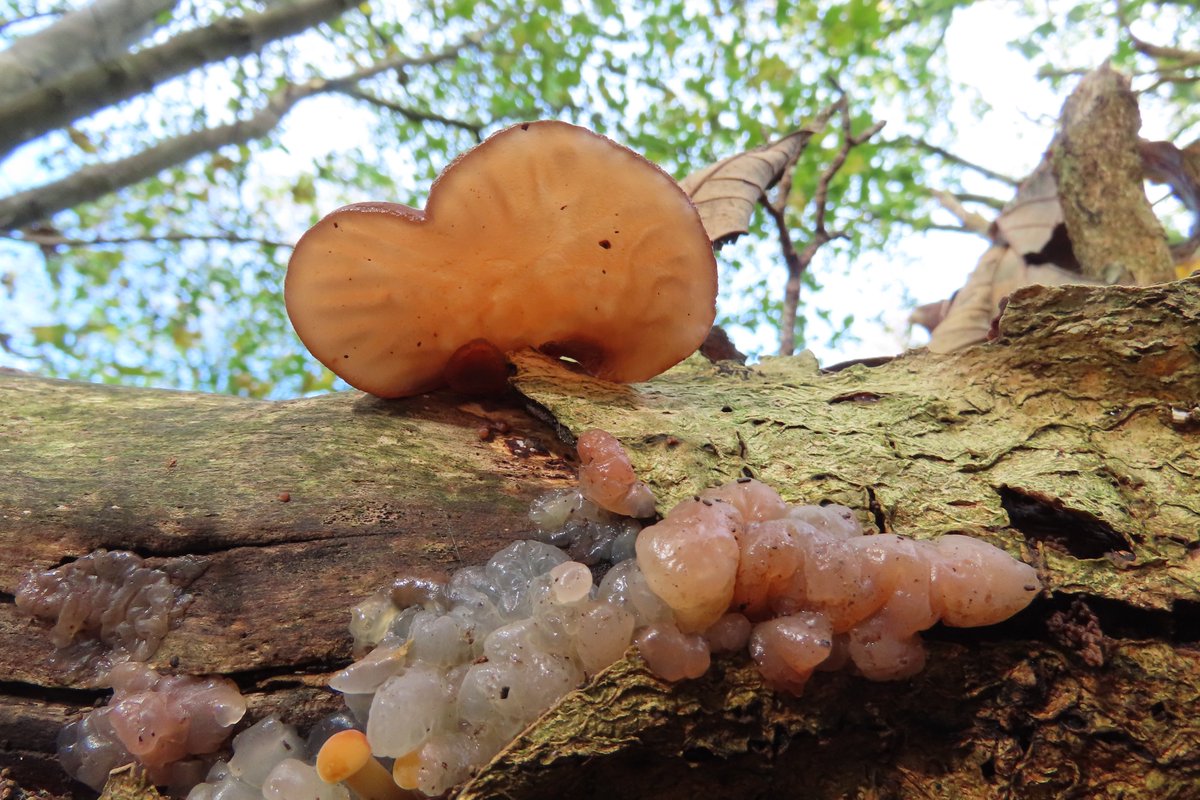 Donna Rainey tweet media