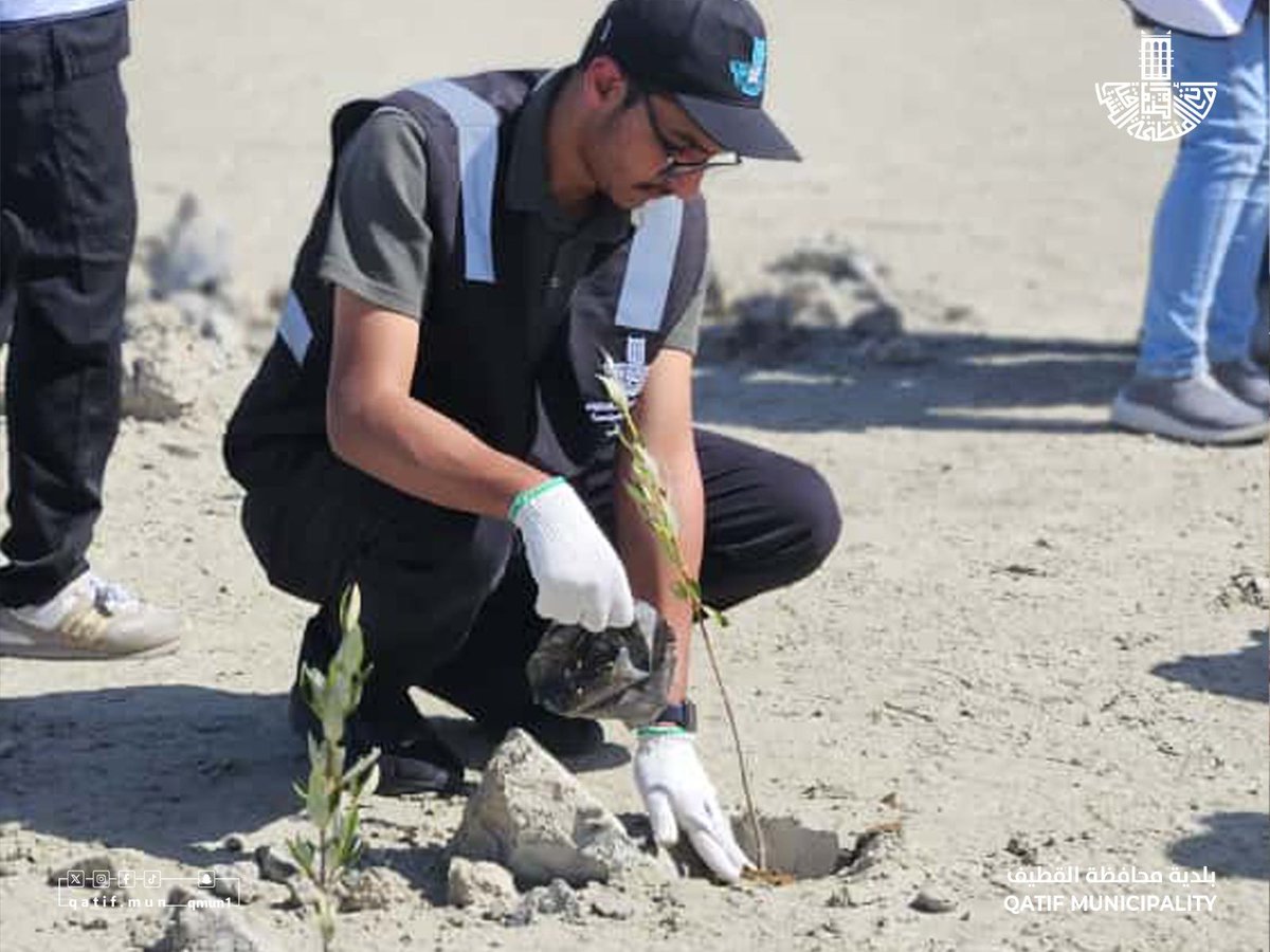 qatif_mun's tweet photo. #واحتنا_خضراء🌳

شاركت #بلدية_القطيف مع #المركز_الوطني_لتنمية_الغطاء_النباتي ومكافحة التصحر في تدشين موسم التشجير من خلال استزراع أشجار المانجروف بشاطئ دانة الرامس بمشاركة 25 متطوع ومتطوعة تعزيزًا لثقافة التشجير .

يدٌ تُغرس وأرضٌ تُزهر 💚

#القطيف 
#السعودية_الخضراء https://t.co/upJI02alKe